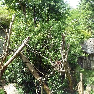 Orangutan Exhibit - See The Red Ape?