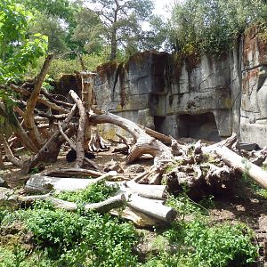 Sloth Bear Exhibit (Temporary)