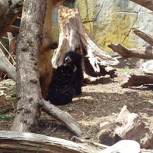 Sloth Bear Cubs - 6 Month-Old Twins