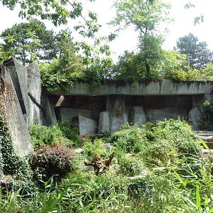 Lion Exhibit (Temporary)