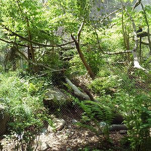 Conservation Aviary: Sunda Wrinkled Hornbill Exhibit