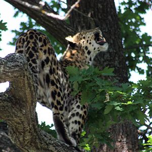 Parken Zoo Summer 2013