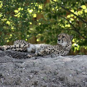 Parken Zoo Summer 2013