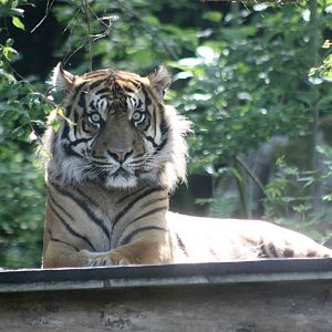 Parken Zoo Summer 2013