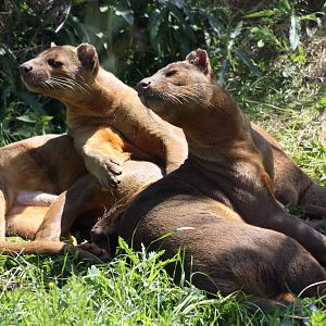 Parken Zoo Summer 2013