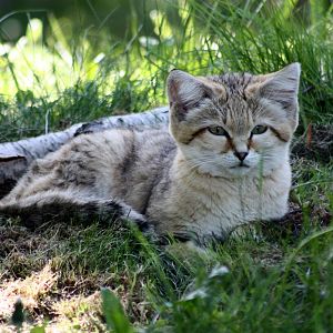 Parken Zoo Summer 2013