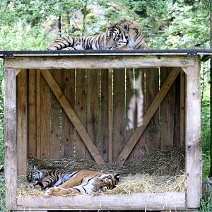 Parken Zoo Summer 2013