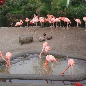 Caribean flamingoes