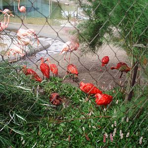 Red ibises