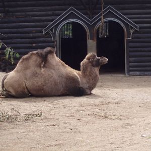 Bactrian camel