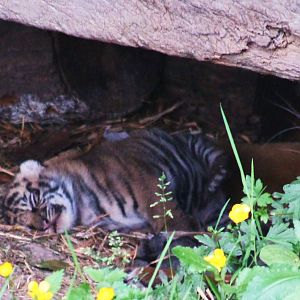 New Sumatran Tiger Cub