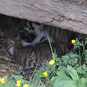 New Sumatran Tiger Cub