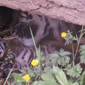 New Sumatran Tiger Cub