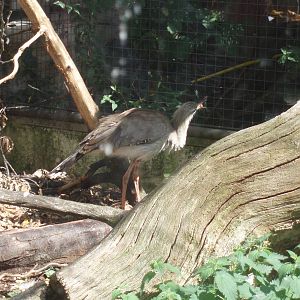 Red legged seriema