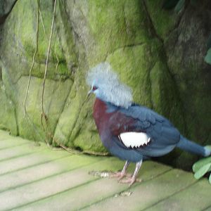 Victoria crowned pigeon