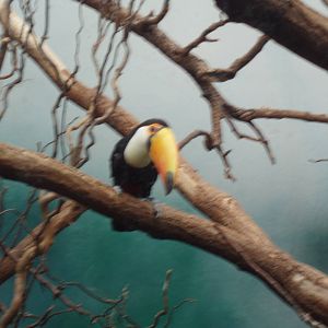 Toucan