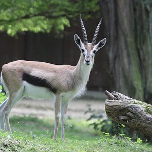 Thomson's Gazelle (Eudorcas thomsonii)