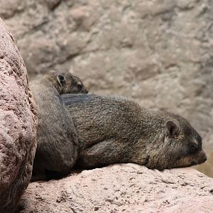 Cape hyrax with young