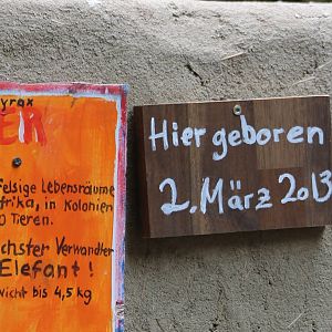 Sign of the birth of Cape hyraxes