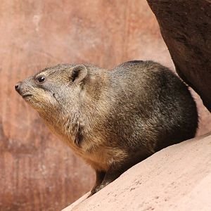 Cape hyrax
