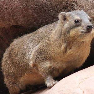Cape hyrax