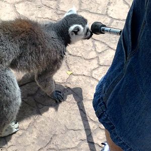 Lemur Walk