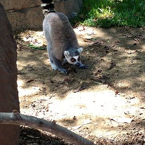 Lemur Walk