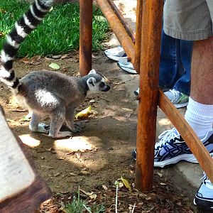 Lemur Walk