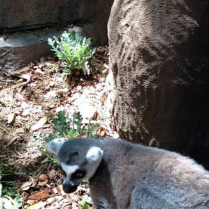 Lemur Walk