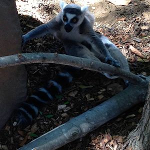 Lemur Walk