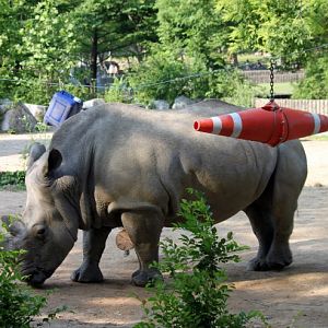 White Rhinoceros Enrichment
