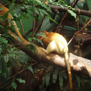 Golden lion tamarin