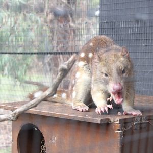 Moonlit Sanctuary spot-tailed quoll 1