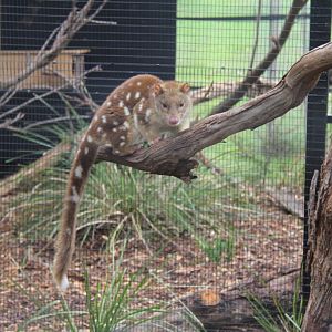 Moonlit Sanctuary spot-tailed quoll 2