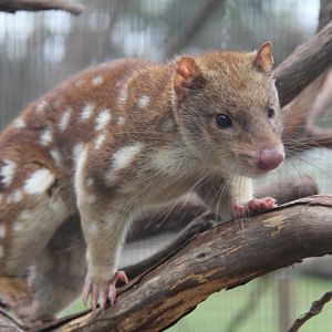 Moonlit Sanctuary spot-tailed quoll 3