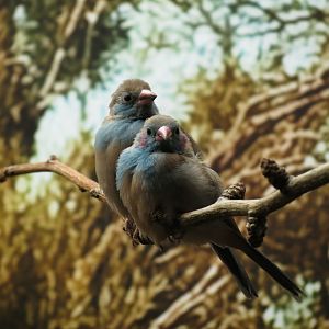 Red-cheeked cordon-bleu