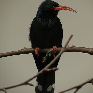 Green woodhoopoe