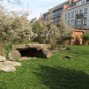 Parma wallaby enclosure