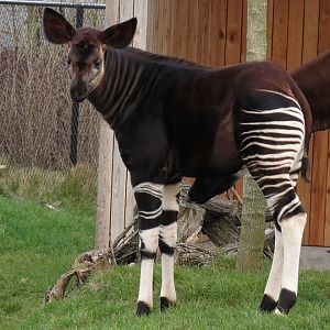 Okapi