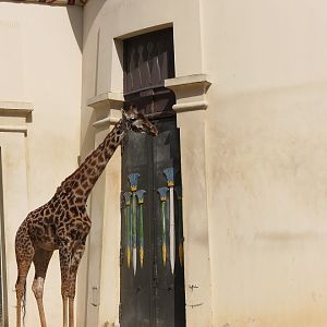 Masai giraffe