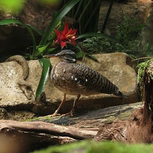 Sunbittern