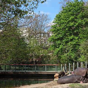 Hippopotamus enclosure