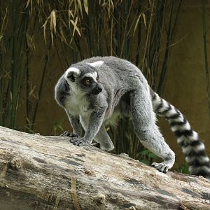 Ring-tailed lemur