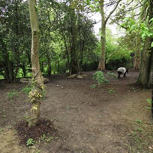 Malayan tapir exhibit