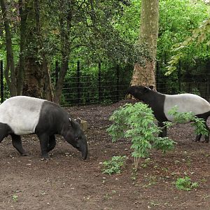 Malayan tapirs