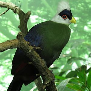 White-crested Turaco
