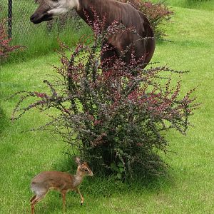Okapi with Kirk's dik-dik