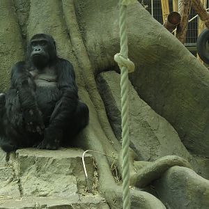 Eastern lowland gorilla