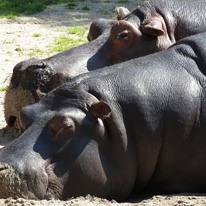 Hippopotamus