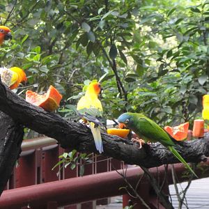 Sun Conures and Blue Crowned Conures at Jungle Jewels